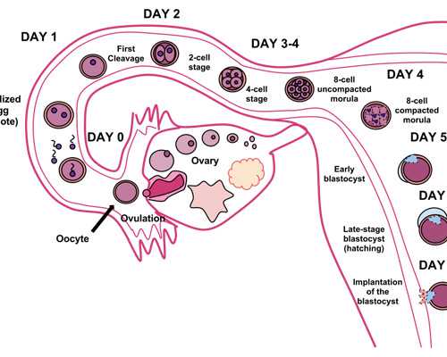 重庆代怀产子价格,试管卵泡少怎么办-鲜胚试管移植后跟来大姨妈一样-重庆做试