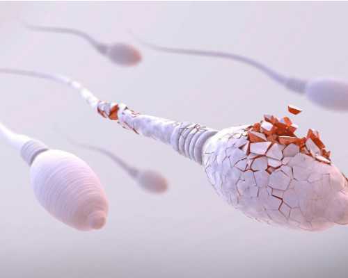 重庆试管代孕网,北京供卵价格表：北京家圆医院供卵费用_供卵代生医院_重庆西